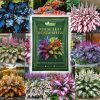 Last Day Sale 50offpremium Rare Hosta Seeds